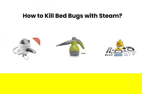 How to Kill Bed Bugs with Steam